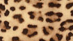 leopard title=
